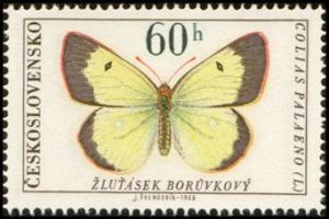 Colnect-438-502-Moorland-Clouded-Yellow-Colias-palaeno.jpg