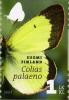 Colnect-586-609-Moorland-Clouded-Yellow-Colias-palaeno.jpg