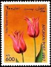Colnect-2199-393-Tulip-Queen-of-Saba-Tulipa-sp.jpg