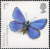 Colnect-521-268-Adonis-Blue-Polyommatus-bellargus.jpg