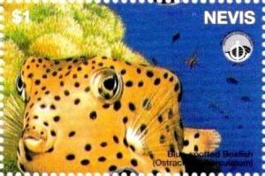 Colnect-3544-855-Blue-spotted-boxfish.jpg