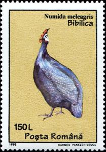 Colnect-4837-415-Helmeted-Guineafowl-Numida-meleagris.jpg
