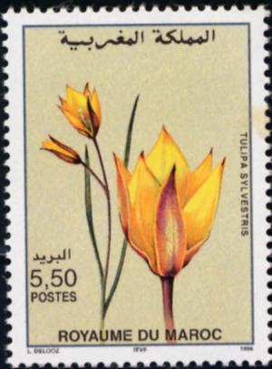 Colnect-2720-710-Tulipa-sylvestris.jpg