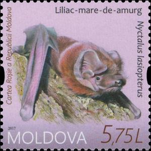 Colnect-4229-832-Greater-noctule-bat-Nyctalus-lasiopterus.jpg