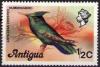 Colnect-576-439-Antillean-Crested-Hummingbird-Orthorhynchus-cristatus.jpg