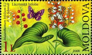 Colnect-800-214-Maianthemum-bifolium-F-W-Schmidt.jpg