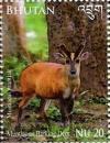 Colnect-2461-130-Indian-Muntjac-Muntiacus-muntjak.jpg