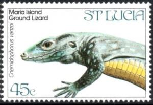 Colnect-2545-341-Maria-Island-Ground-Lizard-Cnemidophorus-vanzoi.jpg