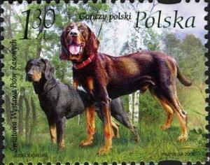 Colnect-3064-202-Polish-Foxhound-Canis-lupus-familiaris-.jpg