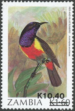 Colnect-864-845-Anchieta-s-Sunbird-Anthreptes-anchietae.jpg