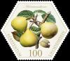 Colnect-3715-020-Pears--quot-Hermannsbirne-quot-.jpg