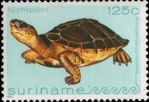Colnect-2564-073-Spot-legged-Turtle-Rhinoclemys-punctularia.jpg