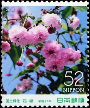 Colnect-5550-380-Kenrokuen-kiku-zakura-Prunus-lannesiana-Sphaerantha.jpg