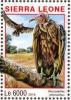 Colnect-3566-114-Hooded-Vulture---Necrosyrtes-monachus.jpg