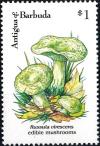 Colnect-2959-559-Russula-Virescens.jpg