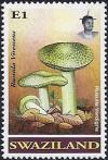 Colnect-4442-491-Russula-virescens.jpg
