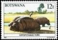 Colnect-2857-100-Hippopotamus-Hippopotamus-amphibius.jpg