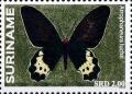Colnect-3489-927-Swallowtail-Butterfly-Atrophaneura-luchti.jpg