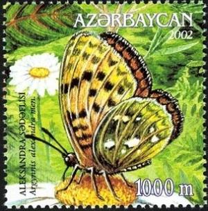 Colnect-1603-499-Fritillary-Butterfly-Argynnis-alexandra.jpg