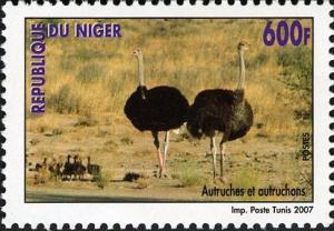 Colnect-1618-104-Ostrich-Struthio-camelus-with-Juvenile.jpg