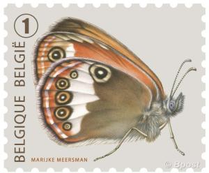 Colnect-2286-141-Pearl-Heath-Butterfly-Coenonympha-arcania-.jpg