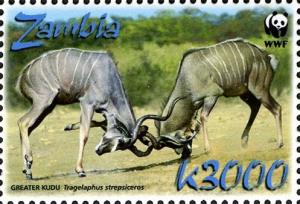 Colnect-3051-603-Greater-Kudu-Tragelaphus-strepsiceros.jpg