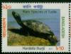 Colnect-1762-838-Brahminy-River-Turtle-Hardella-thurjii.jpg