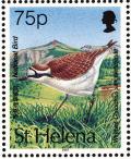 Colnect-1661-867-St-Helena-Plover-Charadrius-sanctaehelenae.jpg