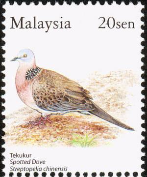 Colnect-1505-031-Spotted-Dove-Streptopelia-chinensis.jpg