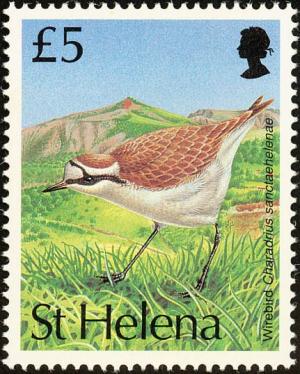 Colnect-1661-841-St-Helena-Plover-Charadrius-sanctaehelenae.jpg