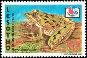 Colnect-1735-682-Common-river-frog-Rana-angolensis.jpg