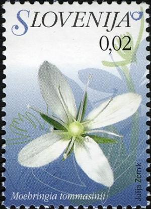 Colnect-712-501-Flowers-of-Slovenia---Moehringia-tommasinii.jpg
