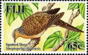 Colnect-746-672-Spotted-Dove-Streptopelia-chinensis.jpg