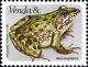 Colnect-1519-705-Angola-River-Frog-Rana-angolensis.jpg