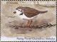 Colnect-4737-347-Piping-Plover----Charadrius-melodus.jpg
