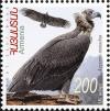 Colnect-2610-154-Cinereous-Vulture-Aegypius-monachus.jpg
