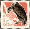 Colnect-5051-113-Cinereous-Vulture-Aegypius-monachus.jpg