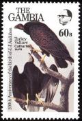 Colnect-1462-478-Turkey-Vulture-Cathartes-aura.jpg