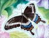 Colnect-1256-320-Godeffroy-s-Swallowtail-Papilio-godeffroyi.jpg