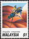 Colnect-2196-310-Jewel-Wasp-Ampulex-compressa.jpg