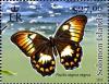 Colnect-2570-581-Orchard-Swallowtail-Papilio-aegeus.jpg