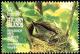 Colnect-2648-972-Pitcairn-Reed-warbler-Acrocephalus-vaughanii.jpg
