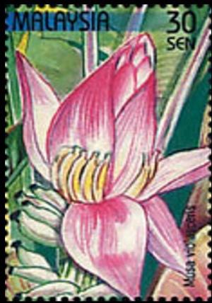 Colnect-4145-585-Stamp-Week--Musa-violascens.jpg