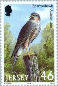 Colnect-127-933-Sparrowhawk-Accipiter-nisus.jpg