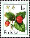 Colnect-1998-526-Wild-strawberry.jpg