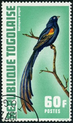 Colnect-1650-213-Long-tailed-Widowbird-Diatropura-progne.jpg