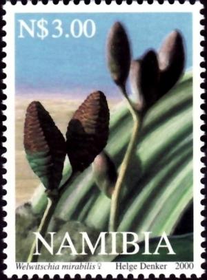 Colnect-2769-569-Welwitschia-mirabilis.jpg