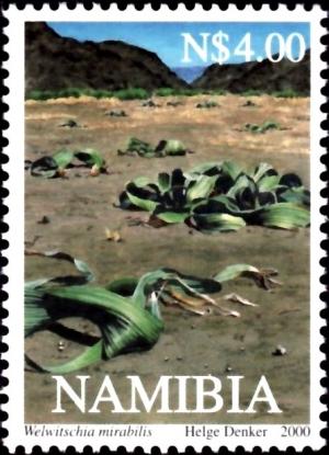 Colnect-2769-570-Welwitschia-mirabilis.jpg