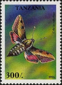Colnect-4312-363-Spurge-Hawk-moth-Hyles-euphorbiae.jpg