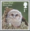Colnect-5259-618-Tawny-Owl-chick---Strix-aluco.jpg